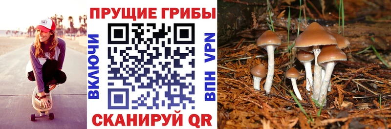 Купить закладки  Глазов  Псилоцибиновые грибы Psilocybe 